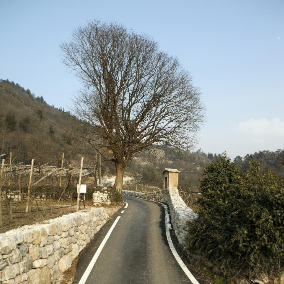 Recupero agricolo e ambientale dell’area collinare della Destra Adige Lagarina